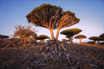 Endemic,Dragon,Tree,Of,Socotra,Island,On,Yemen