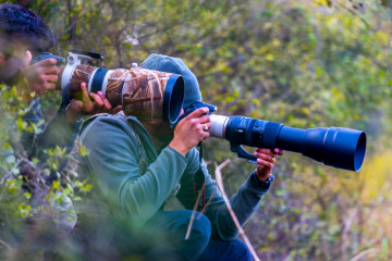 Professional,Wildlife,Photographers,With,Very,Long,Lenses,In,Forest,Shooting