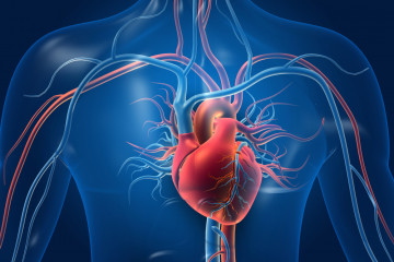 Human,Heart,With,Blood,Vessels.,3d,Illustration