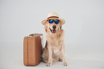 In,Hat,And,Sunglasses.,With,Suitcase.,Golden,Retriever,Is,In