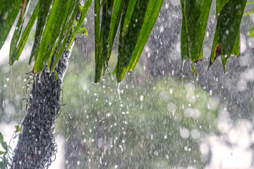 Rain,In,Tropics,During,Low,Season,Or,Monsoon,Season.,Raindrops
