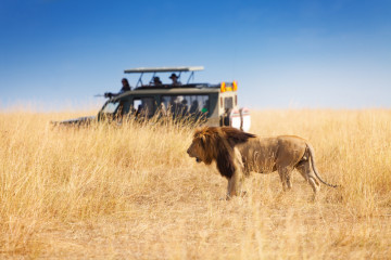 Portrait,Of,Beautiful,Big,Lion,At,Safari,Park