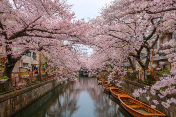 Visiting Japan To See Cherry Blossoms Add These 5 Offbeat Experiences To Your Itinerary