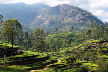 Which country is known as the tea garden of the world