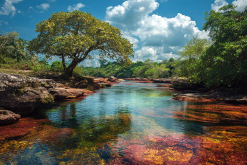 Why This River In Colombia Turns Five Colours Every Year