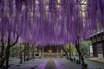 7 Must-See Spring Flower Fields Around Tokyo in 2026