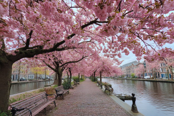 Cherry Blossom Season The Most Beautiful Places to Experience It