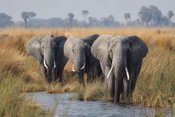 Which Country Has the Highest Elephant Population in the World