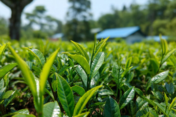 Which Country is the Largest Tea Consumer in the World